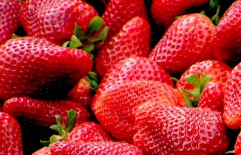 Buah strawberry ternyata bisa tumbuh subur di Indonesia